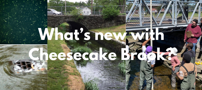 What's new with Cheesecake Brook?